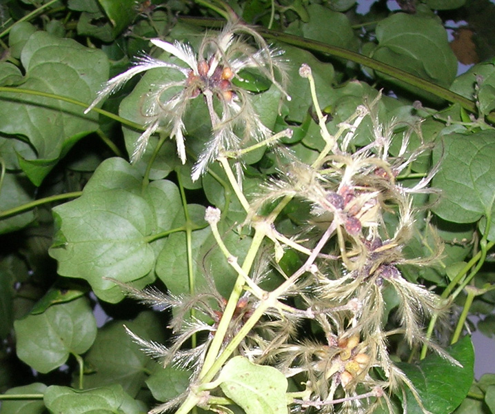 Clematis  flammula / Clematide Fiammola